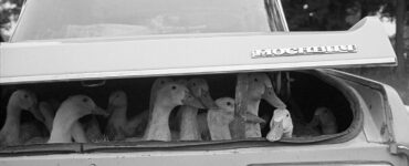 Mercado en Ucrania. En primer plano el maletero de un coche de donde salen las cabezas de unos patos vivos, listos para la venta. Para la serie Mercados del Mundo. Autor Juri Nesterov, todos los derechos reservados.