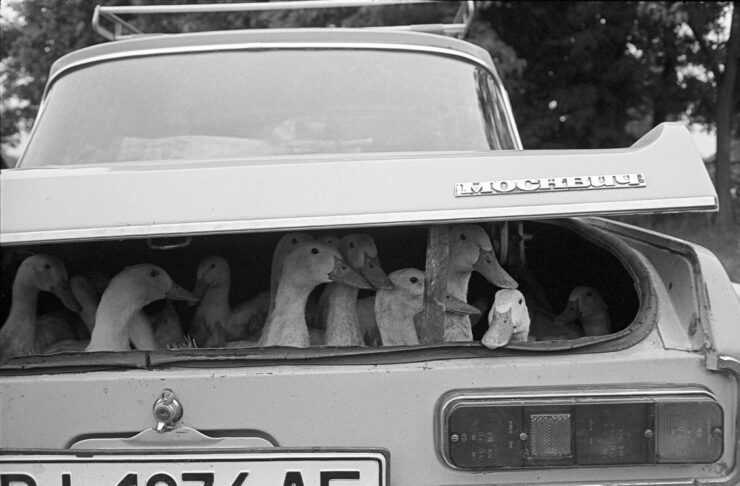 Mercado en Ucrania. En primer plano el maletero de un coche de donde salen las cabezas de unos patos vivos, listos para la venta. Para la serie Mercados del Mundo. Autor Juri Nesterov, todos los derechos reservados.
