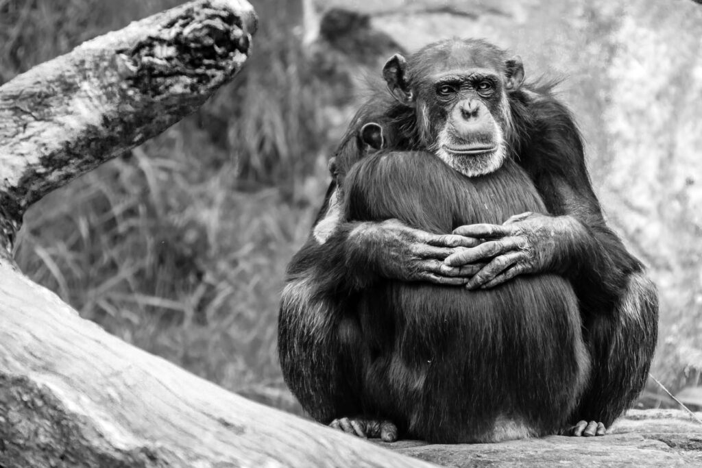 un mono abrazando a su simil: las implicaciones éticas y sociales de la Inteligencia artificial son la perdida de humanidad y la esclavitud técnologica