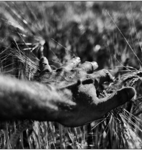 mano agricultor campo trigo
