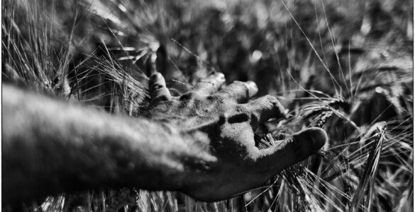 mano agricultor campo trigo