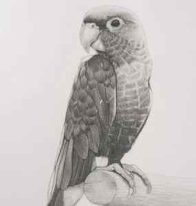 Dibujo en lápiz de un loro