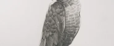 Dibujo en lápiz de un loro