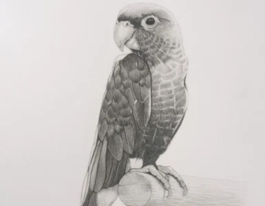 Dibujo en lápiz de un loro