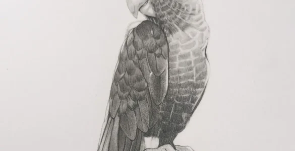 Dibujo en lápiz de un loro